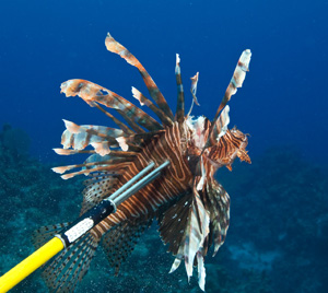 There is no season or size limit for lionfish. 
